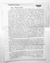 Physconia grisea image